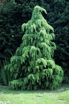 Cedrus deodara 'Feelin Blue', Кедр гималайский 'Филин Блу'