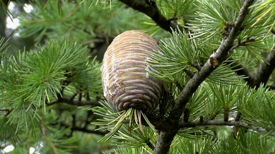 Кедр гималайский (Cedrus deodara)