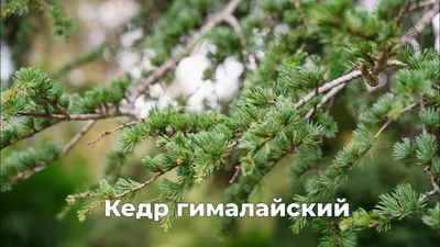 Кедр гималайский Пендула (Pendula) купить в Киеве, цена — Greensad