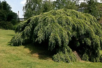 Кедр гималайский - Cedrus deodara aurea (PINACEAE) - SMS Marmara Group