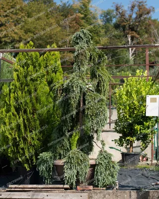 Cedrus deodara Pendula- Кедр гималайский \"Пендула\"