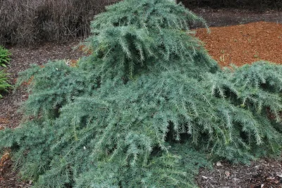 Кедр гималайский Пендула (Cedrus deodara Pendula)