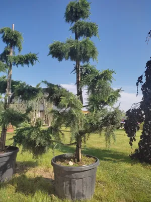 КЕДР ливанский Glauca Pendula (Глаука Пендула) | КЕДР гималайский ( ДЕОДАР  ) в моем саду ! - YouTube