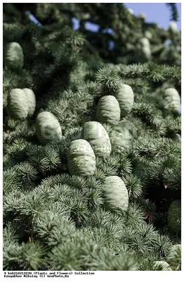 Кедр гималайский (Cedrus deodara), лапки (5 мл) - 100% натуральное эфирное  масло