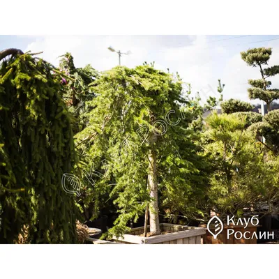 Кедр гималайский \"Золотой каскад\". Cedrus deodara \"Gold Cascade\".  (ID#1397993443), цена: 1780 ₴, купить на Prom.ua