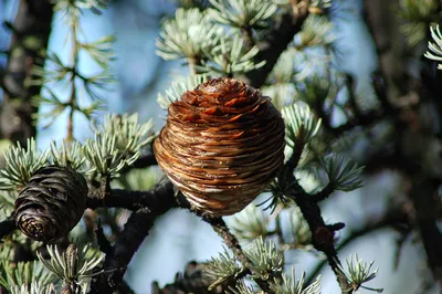 Кедр ливанский \"Glauca Pendula\" (Ø 60 см, h 190 см) - Садовый центр Земля Х