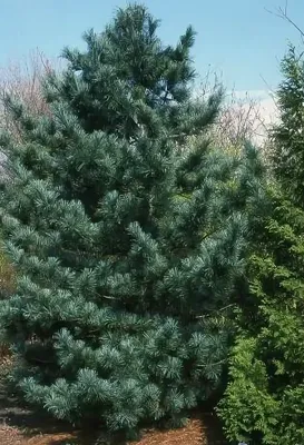 Купить Кедр Корейский семена (20 шт) (Pinus koraiensis) сосна кедровая для  саженцев в Украине