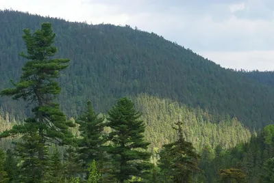 Кедр Корейский семена (20 шт) (Pinus koraiensis) сосна кедровая для  саженцев (ID#1126539820), цена: 90 ₴, купить на Prom.ua