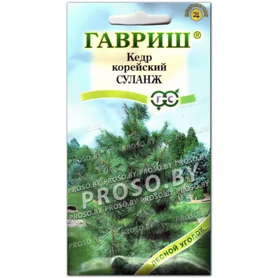 Корейский кедр, Маньчжурский кедр, Сосна корейская, (лат. Pinus korainsis)  СЕМЕНА 20шт + подарок | AliExpress