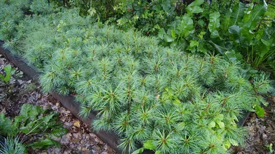 Cосна кедровая корейская (Манчжурский кедр) (Pinus koraiensis) | Питомник  растений Сосны