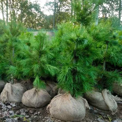 🌱 Семена Кедр корейский Инчон, Семена, 10 шт. Цена от 400 руб. В наборе  качественные семена, инструкция и советы по проращиванию дерева дома.  Купить с доставкой и онлайн оплатой. - интернет-магазин Лесландия