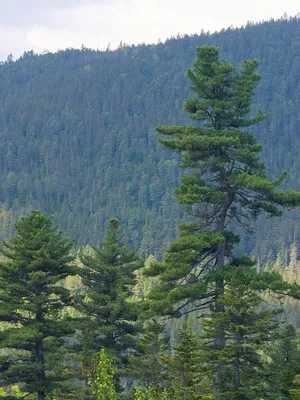 Сосна кедровая корейская Сосна корейская Кедр корейский Pinus koraiensis -  купить декоративные и хвойные растения с доставкой по Украине в магазине  Добродар