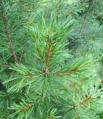 Кедр Корейский в контейнере / Саженцы Кедра / Сосна / Pinus koraiensis  (ID#1669747523), цена: 172 ₴, купить на Prom.ua