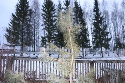 КЕДР ДАЛЬНЕВОСТОЧНЫЙ (PINUS KORAIENSIS) — НКО \"NORD-NUC\"