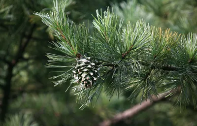 Кедр корейский (35-40см).