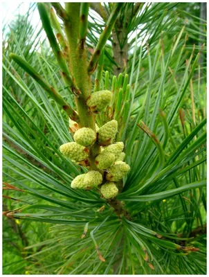 Сосна корейская, pinus koraiensis