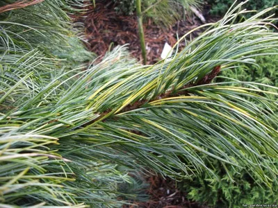 Сосна кедровая корейская Сосна корейская Кедр корейский Pinus koraiensis -  купить декоративные и хвойные растения с доставкой по Украине в магазине  Добродар