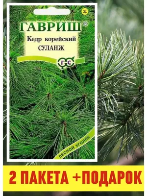 Кедр корейский - купить саженцы в Краснодаре | КДР-сад — Сад Краснодар