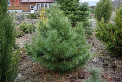 Кедр сибирский Экстра 🌲 по лучшей цене 78000 руб. в Москве - купить  саженцы сибирского кедра Экстра в питомнике «Зеленый Рай»