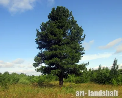 Сосна кедровая сибирская или сибирский кедр (Pinus sibirica) – Питомник  растений СЕЗОНЫ