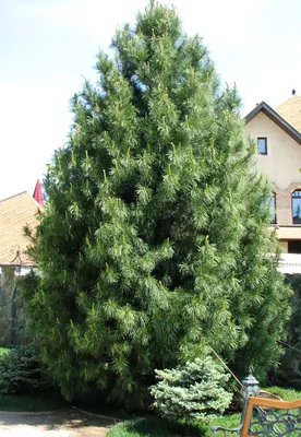 СОСНА КОРЕЙСКИЙ КЕДР (PINUS KORAIENSIS): купить саженцы сосны корейский кедр  (pinus koraiensis) почтой | PLOD.UA