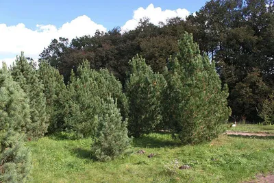 Кедр сибирский (Pinus sibirica) - цены, фото и описание | Купить саженцы  для посадки с доставкой почтой в питомнике ДивоСад-СПб