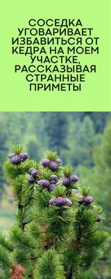 Саженцы, кедр сибирский, 40-60 см., 7-8 лет, плантация купить с доставкой  по России, в Москву и СПб