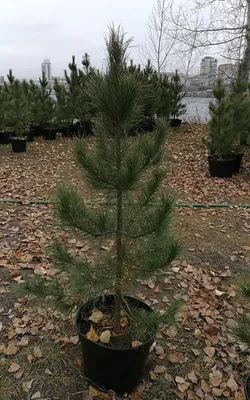 Кедр сибирский (Pinus cembra sibirica)