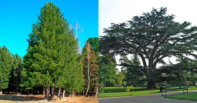 Кедр сибирский (Pinus sibirica): купить саженцы в Екатеринбурге в питомнике  по цене 990.00 Р