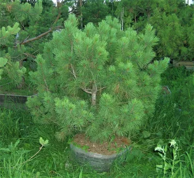 Вырасти, дерево! - уникальный набор для самостоятельного выращивания - Кедр  сибирский