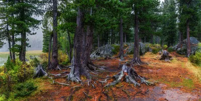 Кедровый лес — Фото №273906