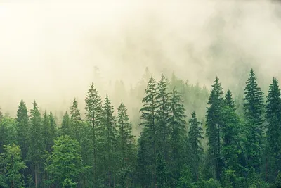 кедровый лес в долине калам Стоковое Фото - изображение насчитывающей  сосенка, кедр: 228321754