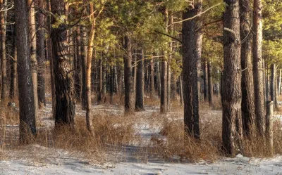 Кедровый лес, запах хвои, шелест сухих иголок и листьев под ногами,  умиротворение, тихое поскрипывание стволов деревьев и конечно вкусный… |  Instagram