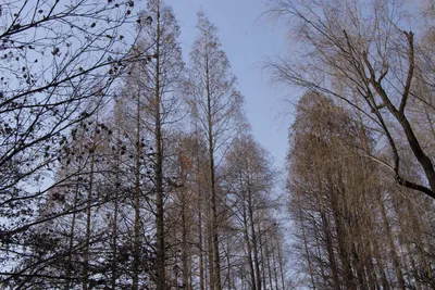 Юный сибирский кедровый лес с зелеными конусами стоковое фото ©tatahnka23  198148498