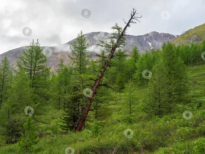Кедровый лес | DrygZax0di.ru | Дзен