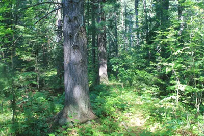 Бесплатные Яркая кедровый лес стоковые фотографии | FreeImages