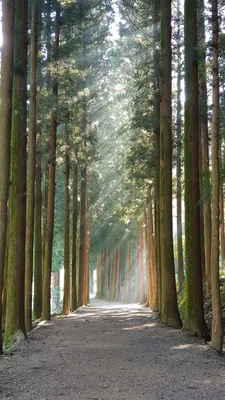 Кедровый Лес — стоковые фотографии и другие картинки Pinaceae - Pinaceae,  Без людей, Горизонтальный - iStock