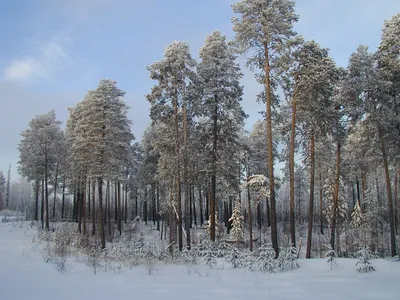 Камчатка фото: Хвойный лес Камчатки: лиственница и кедровый стланик -  Пейзажи полуострова Камчатка - Петропавловск-Камчатский, Камчатка фотография