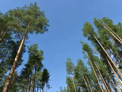 Защитить кедровый лес от вырубки требуют жители посёлка Венгерка в  Тайшетском районе