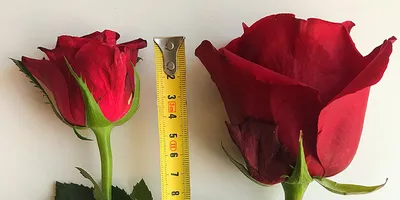 Роза кустовая кенийская, 1 шт | Первый цветочный | Кострома