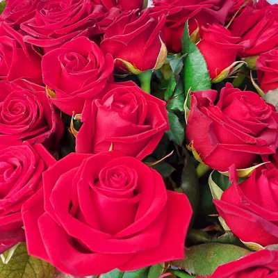 101 кенийская роза в красивой упаковке доставка в Иркутск | «Цветочный  BAZAAR»