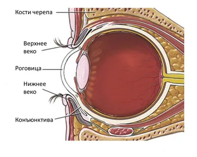 Причины кератита. Лечение заболеваний глаз в АО Семейный доктор