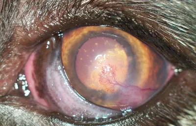 АООА\" ШЖҚ КМК ⚕️ on Instagram: \"👁 Кератит - это воспаление роговицы-  передняя прозрачная камера для глаз. ✔️ПРИЧИНЫ: 👉инфекционные: вирусы,  бактерии, инфекции, грибки; 👉смотреть глаза; 👉операция на глазах  (например, лазерная коррекция зрения);