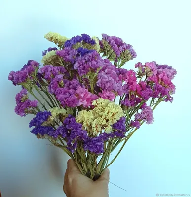 Кермек выемчатый (Лимониум, Статица, Статице) / Limonium sinuatum, Statice  sinuata - «Выращиваем реквизит для фото. Морская лаванда или статица.  Отличное растение для зимних букетов и неприхотливый сухоцвет. » | отзывы