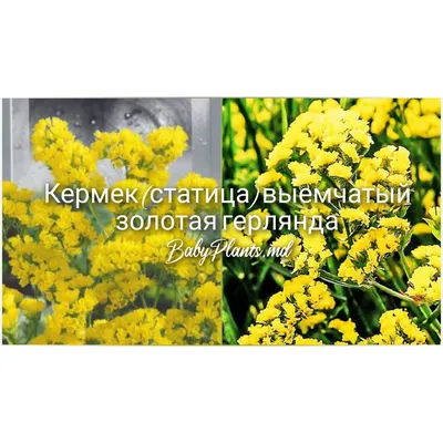 сушеные цветы. статика. кермек. лимоний. многоцветные сухие цветы Стоковое  Изображение - изображение насчитывающей зеленый, цветки: 253162617