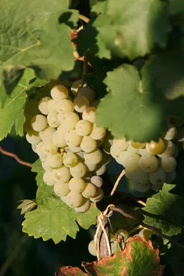 Kerner (grape) - Wikipedia