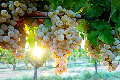 Buy Kerner - Grafted Grape Vines For Sale | Double A Vineyards