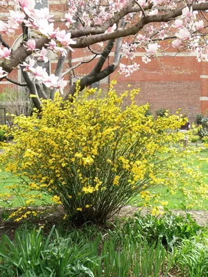 What is this yellow flower called? - Project Wedding | Garden planning,  Cottage garden plan, Shade garden