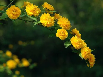 Керрия японская махровая, Кerria japonica 'Pleniflora' · Кветки Горки