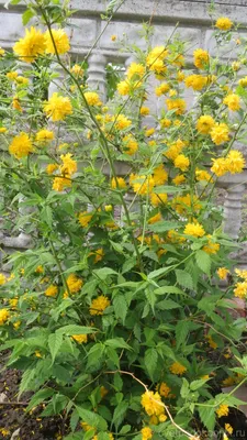 Желтый водопад цветов весной и летом — кустарник Керрия японская | Что  посадить? | Дзен